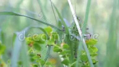 绿草中的蚂蚱.
